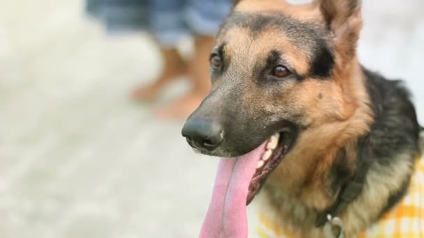 Perro Pastor Alemán Mirando Aquí Allá Completa — Vídeo de stock