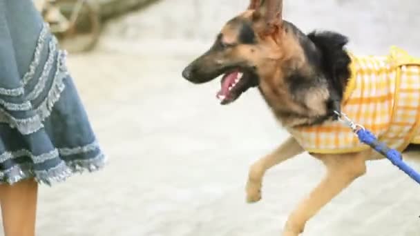 Perro Pastor Alemán Ladrando Por Aquí Allá Completa — Vídeo de stock