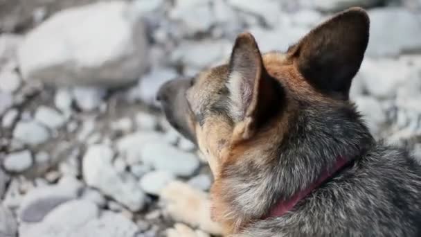 Pastor alemán perro video — Vídeo de stock