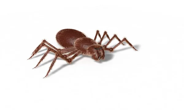 Örümcek modeli üzerinde beyaz, 3d render — Stok fotoğraf