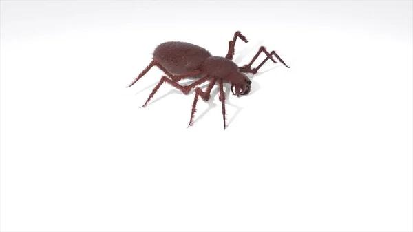 Spider walking animation, 3d rendering — Stock Photo, Image
