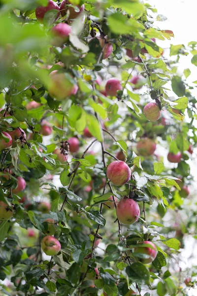 Яблоки на дереве — стоковое фото