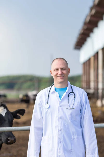 Medic veterinar pe vaci de fermă — Fotografie, imagine de stoc