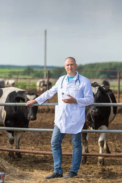 農場の牛の獣医師 — ストック写真