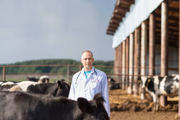 Veterinarian on farm cows — Stock Photo, Image