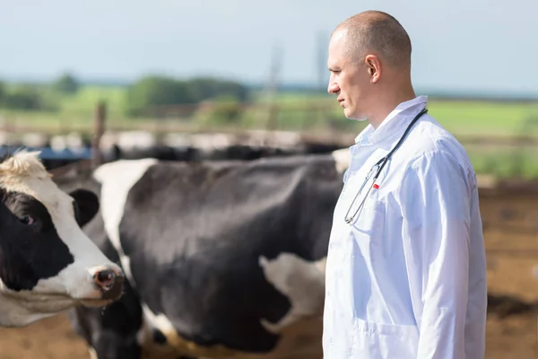 Veterinarian on farm cows — Stock Photo, Image