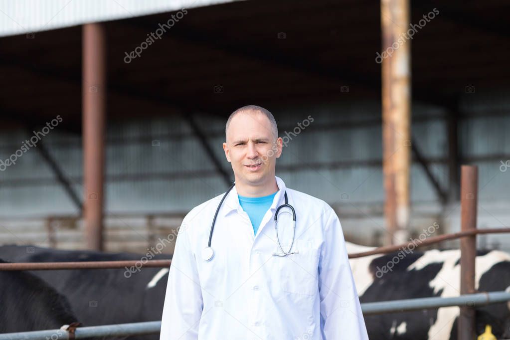 veterinarian on farm cows