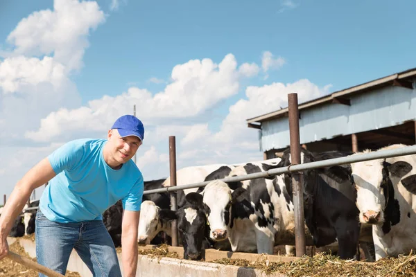 Farmer working on farm with dairy cows — Stock Photo, Image