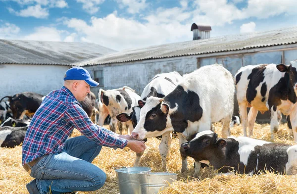 Farmář krmí krávy ve farmě — Stock fotografie