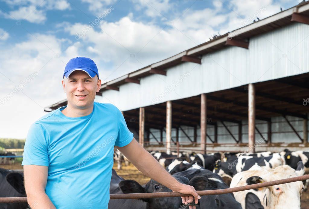 man farmer working on farm with dairy cows