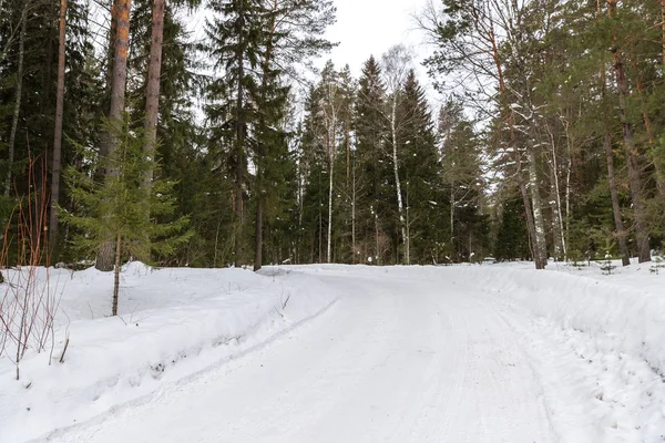 Arbres dans le givre. Route de campagne . — Photo