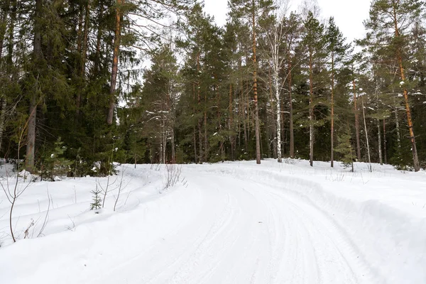 Bomen in rijm. Landweg. — Stockfoto