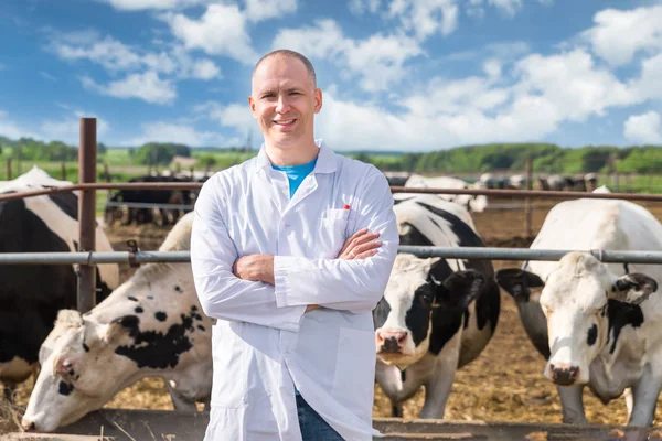 Veterinarian on farm cows — Stock Photo, Image