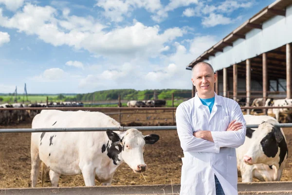 Vétérinaire à la ferme vaches — Photo