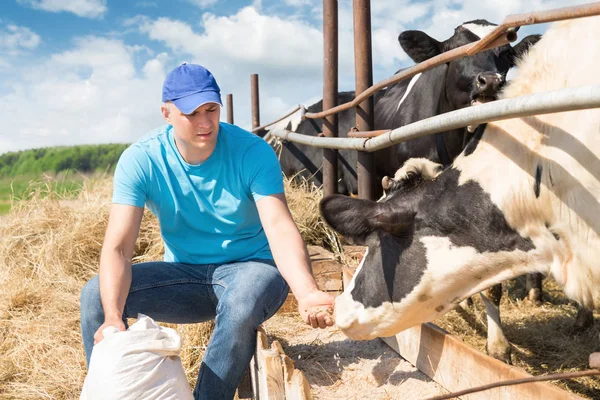 Agricultor que alimenta vacas na fazenda — Fotografia de Stock