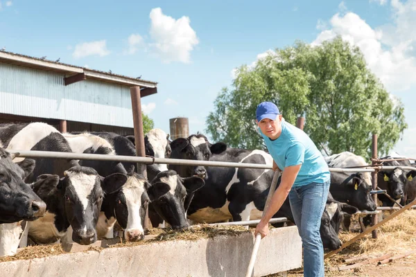 Agricultor alimentando vacas en granja — Foto de Stock