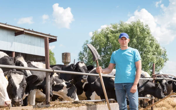 Agricultor trabajando en granja con vacas lecheras — Foto de Stock