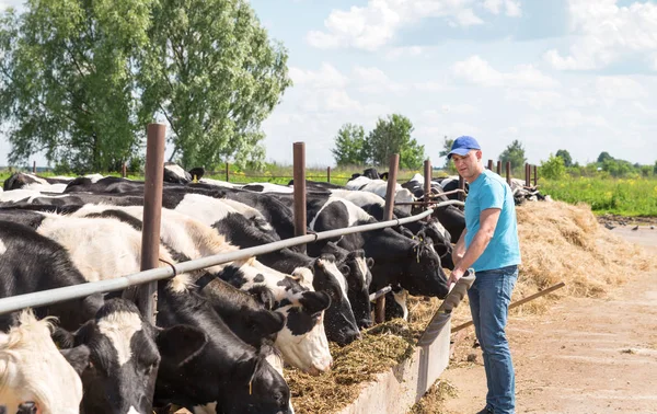 Mezőgazdasági termelő dolgozik a tejelő tehenek a gazdaságban — Stock Fotó