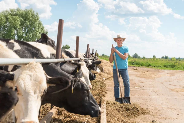 Agricultor trabajando en granja con vacas lecheras — Foto de Stock