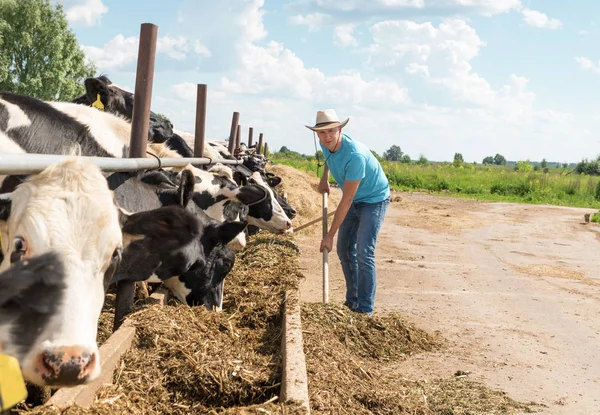 Agriculteur travaillant à la ferme avec des vaches laitières — Photo