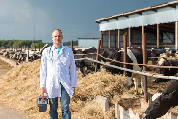 Veterinarian on farm cows — Stock Photo, Image