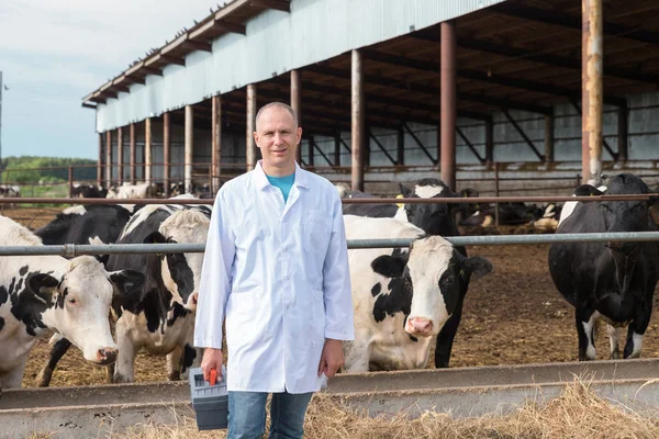 Veterinario en vacas de granja — Foto de Stock