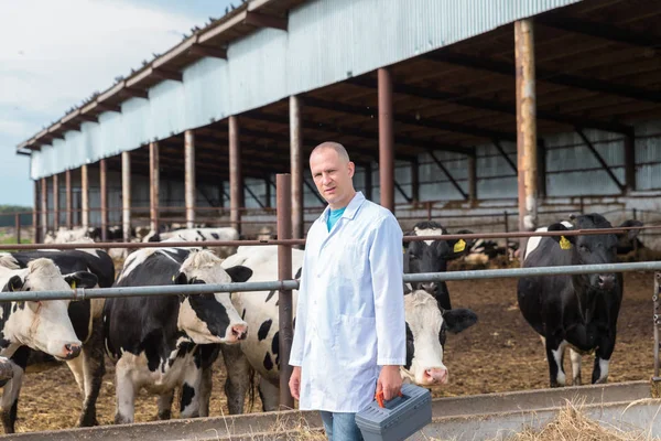 Veterinário em vacas de fazenda — Fotografia de Stock