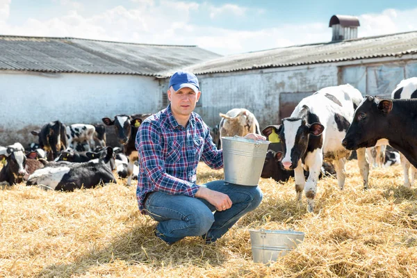 Фермер, що працює на фермі з молочними коровами — стокове фото