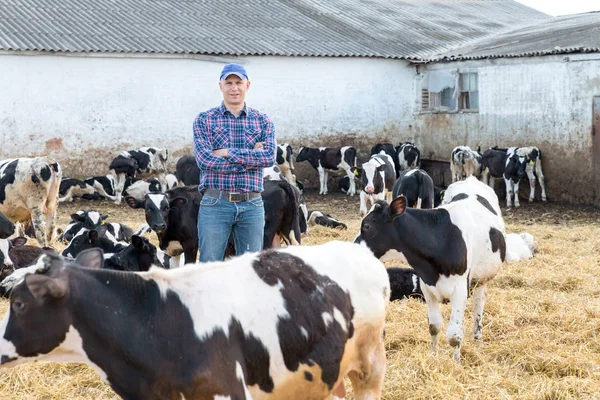 Farmer working on farm with dairy cows — Stock Photo, Image