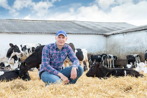 Agricultor trabajando en granja con vacas lecheras — Foto de Stock