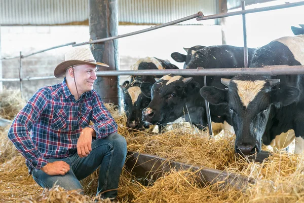 Agricultor que trabalha na fazenda com vacas leiteiras — Fotografia de Stock