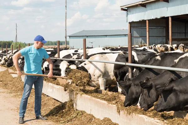 Agricultor trabajando en granja con vacas lecheras — Foto de Stock