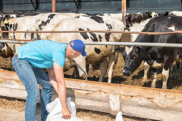 Mezőgazdasági termelő dolgozik a tejelő tehenek a gazdaságban — Stock Fotó