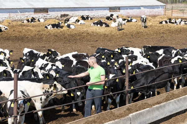 農業、農業、人と動物飼育 — ストック写真