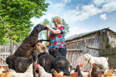 Woman at her sheep farm, animals and nature clipart