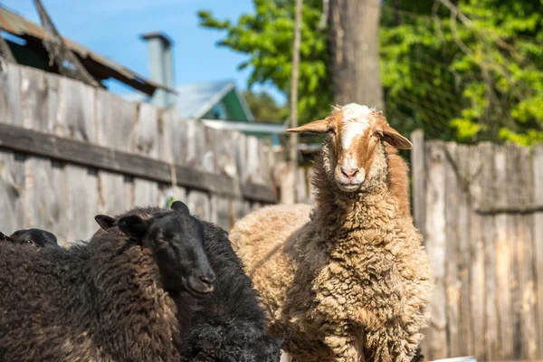 Hospodářská farma, stádo ovcí — Stock fotografie