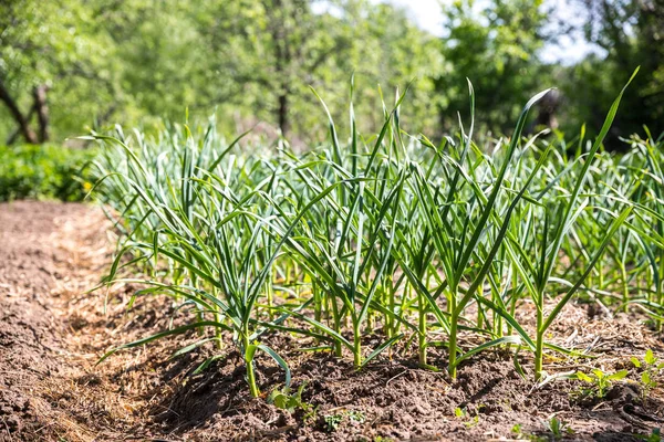 Young garlic on the garden beds — Stock Photo, Image