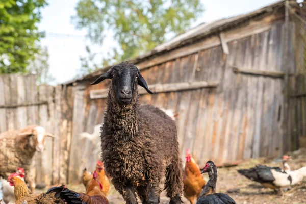 Livestock farm, flock of sheep — Stock Photo, Image