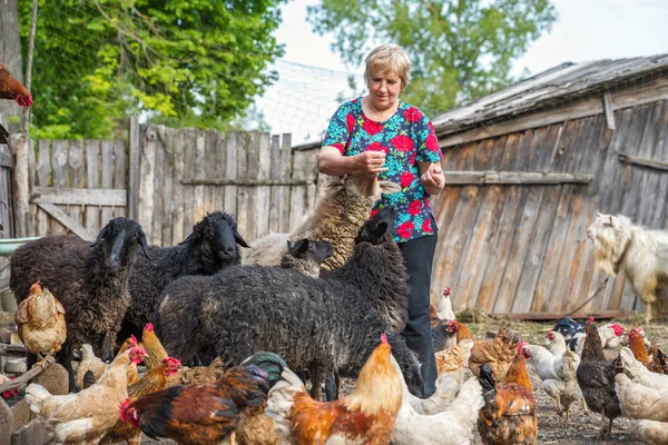 Žena v její ovčí farmy, zvířata a příroda — Stock fotografie