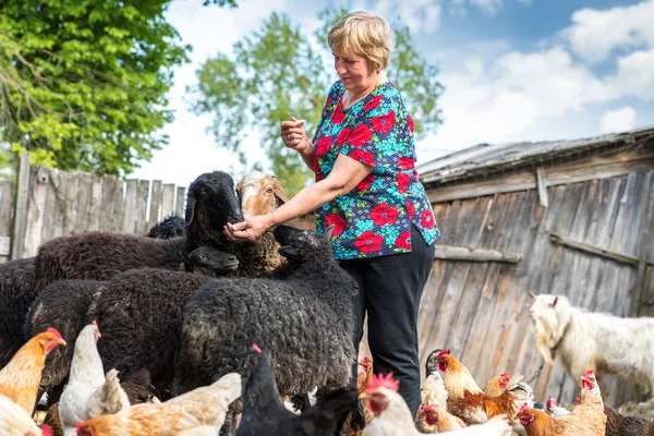 Mujer su granja de ovejas, animales y naturaleza — Foto de Stock