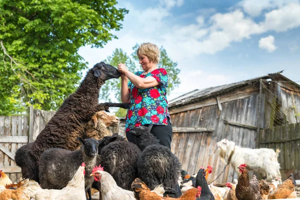 Donna al suo allevamento di pecore, animali e natura — Foto Stock