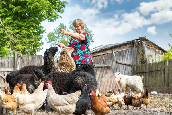 Mulher em sua fazenda de ovelhas, animais e natureza — Fotografia de Stock