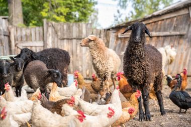 Livestock farm, flock of sheep clipart