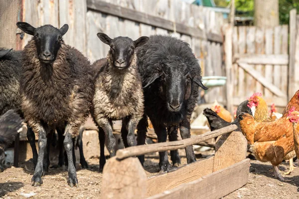 Hospodářská farma, stádo ovcí — Stock fotografie