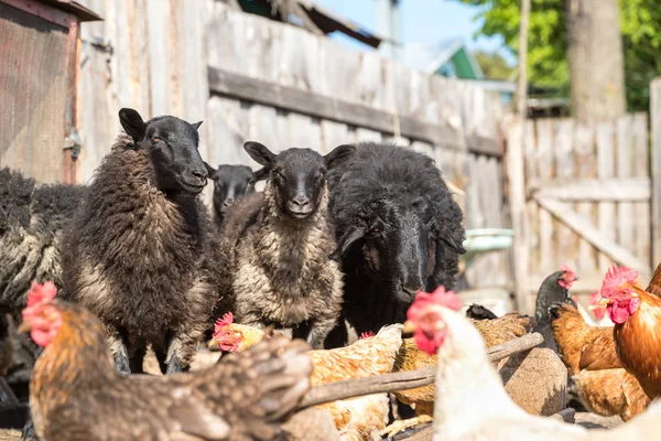Djuruppfödning, fårbesättning — Stockfoto
