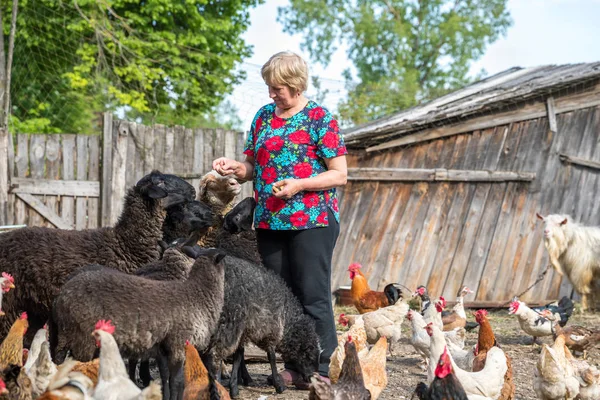 Kvinna på hennes fårfarm, djur och natur — Stockfoto