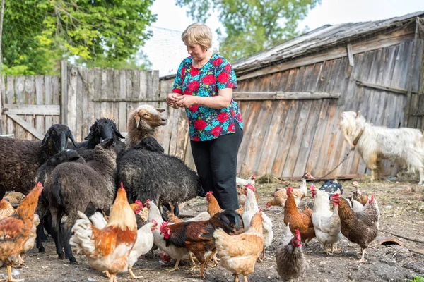 Woman at her sheep farm, animals — Stock Photo, Image