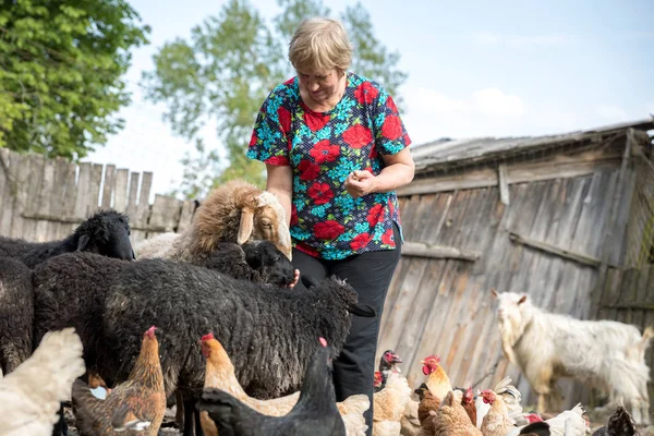 Asszony ő juh-gazdaságban, az állatok és a természet — Stock Fotó