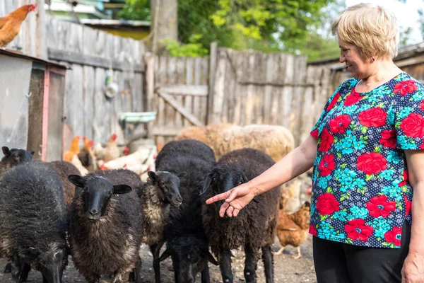 Mulher em sua fazenda de ovelhas, animais e natureza — Fotografia de Stock