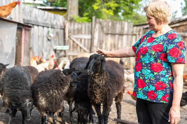 Žena v její ovčí farmě, zvířata — Stock fotografie